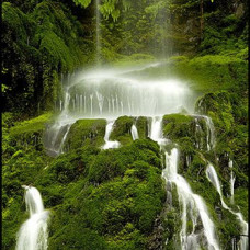 Rainforest
