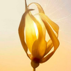 Ylang Thyme